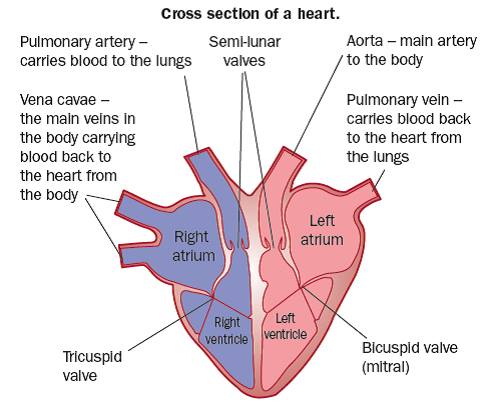 The Heart Gcse revision Biology Physiology Transport animals 0 